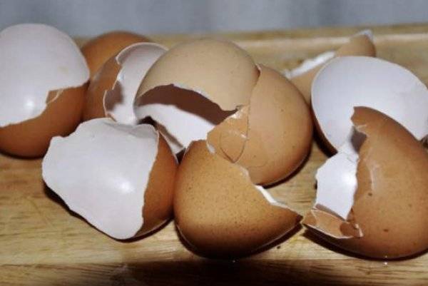 Что делать, если у куриных яиц тонкая скорлупа