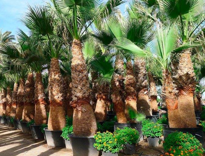 Выращивание пальмы вашингтония