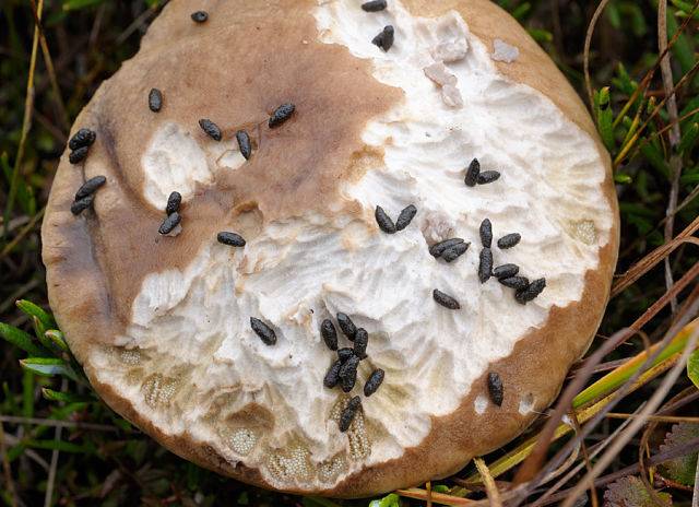 Можно ли есть червивые грибы: едят ли черви ядовитые и несъедобные виды (+16 фото)