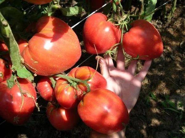 Томат "чудо рынка": описание сорта, характеристики и фото помидора русский фермер