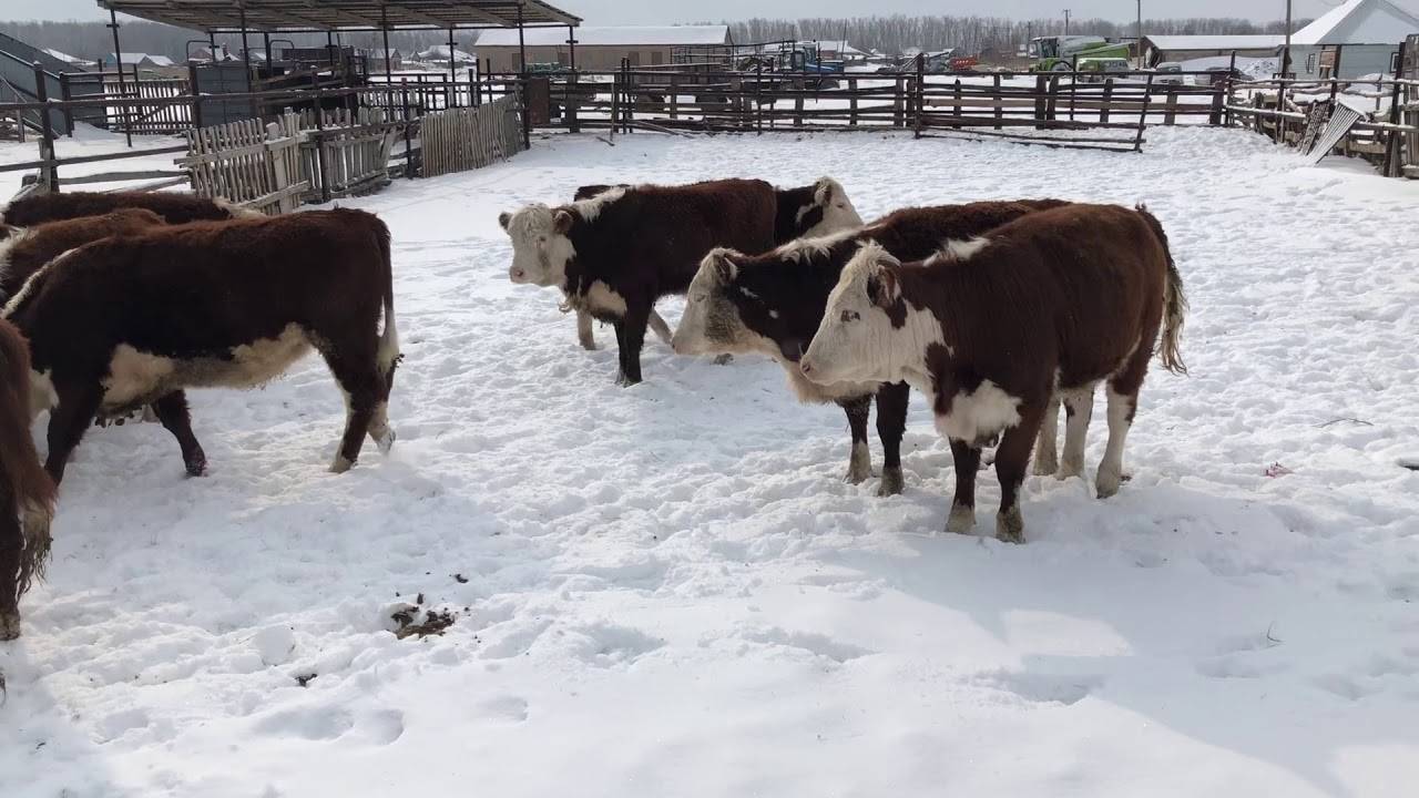Казахская белоголовая порода коров - биокорова