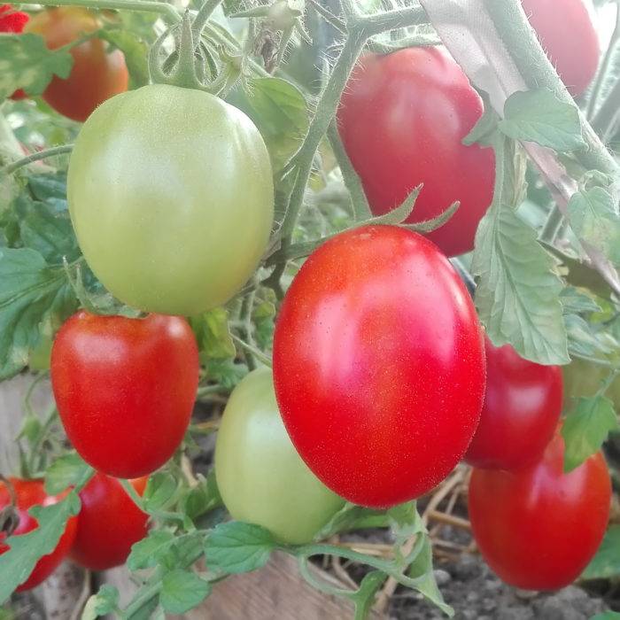 Как ускорить созревание помидоров: 10 способов