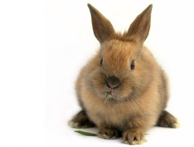 Сколько живут декоративные кролики в домашних условиях?