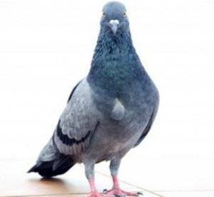 Вакцина для голубей от вертячки: лечение, народные средства, опасна ли для человека