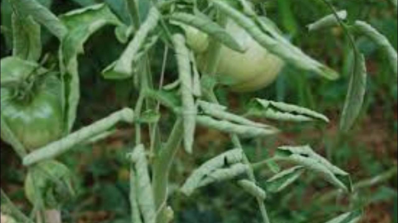Скручиваются листья у помидоров: причины, признаки