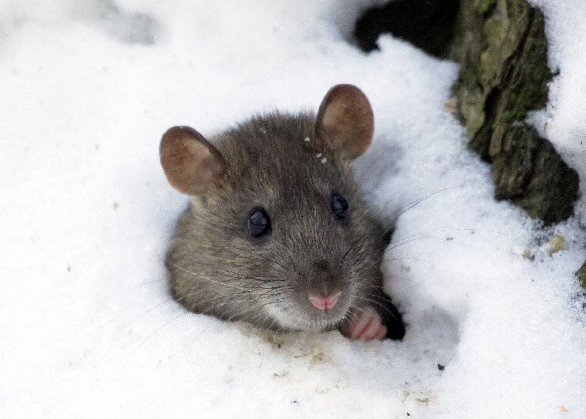Яблоню погрызли мыши: что делать, как спасти, советы с видео