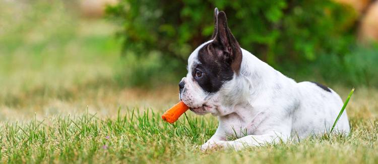 Можно ли собаке давать морковь: польза и вред | все о собаках
