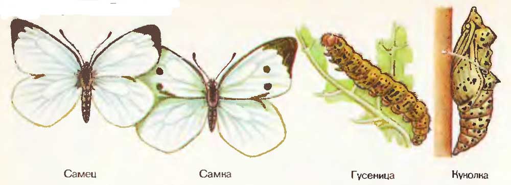Бабочка капустница - методы профилактики и борьбы с вредителем