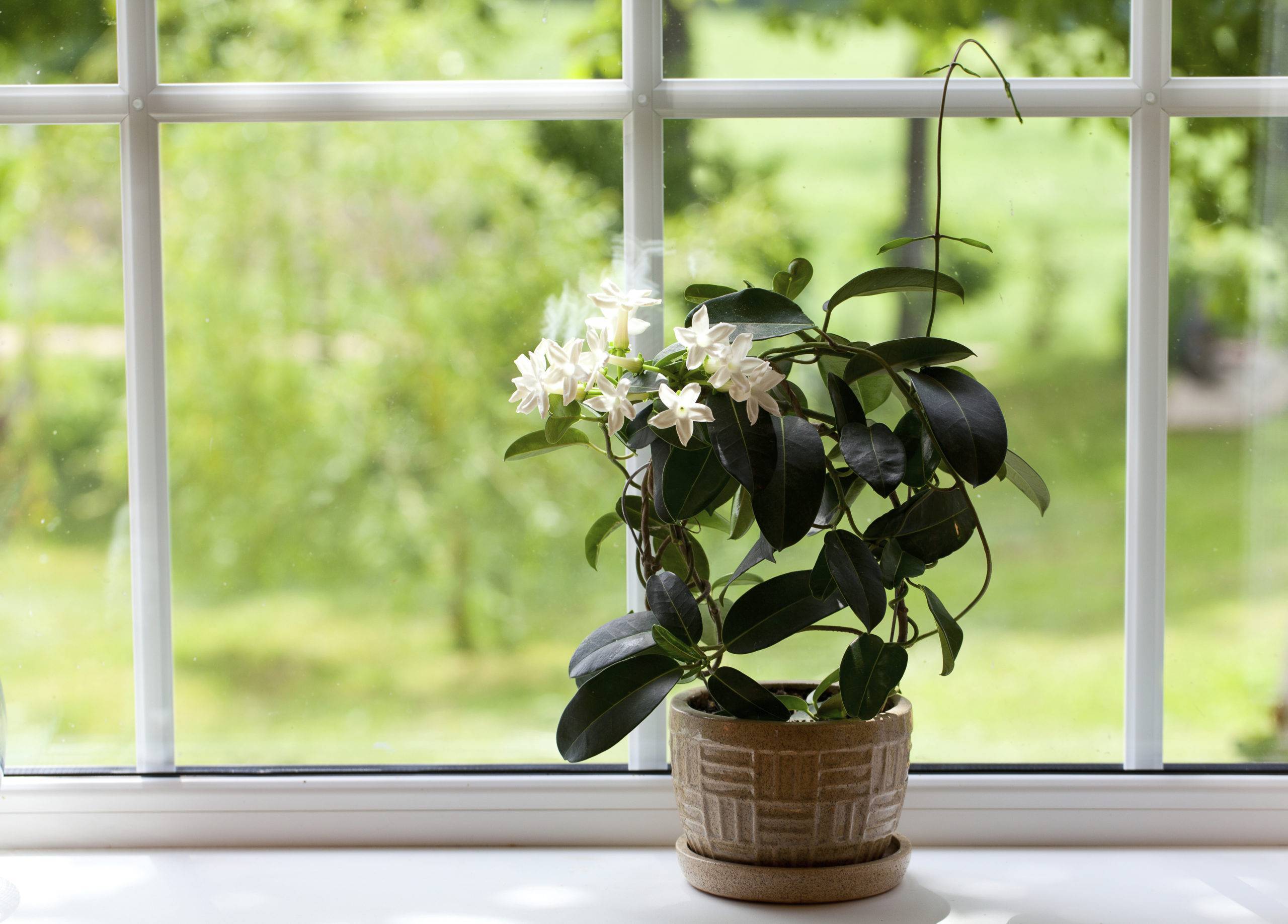 Уход за комнатным жасмином самбаком в домашних условиях: как растить арабский цветок