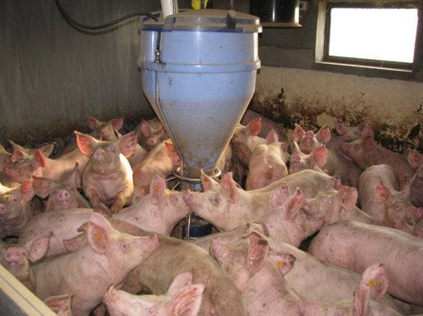 Откорм свиней | сайт зоотехников