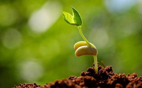 Стимулятор роста для растений: виды активаторов и гормонов, лучшие препараты