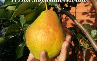 Груша конференция — старый, популярный сорт