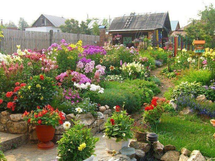 Самые неприхотливые цветы для дачи, сада и клумбы: однолетники и многолетники
