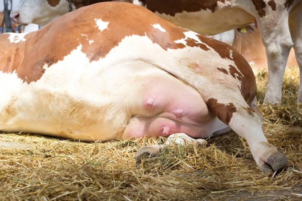Правильное и эффективное лечение мастита у коровы