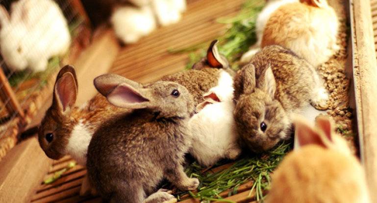 Кормление кроликов