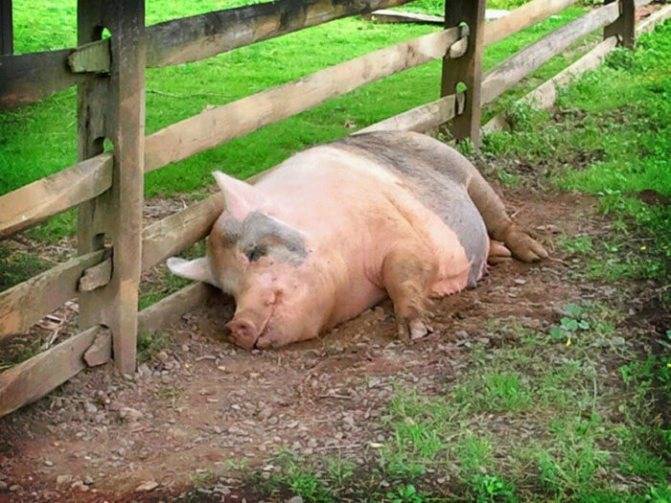 Спаривание (случка) свиней — описание процедуры