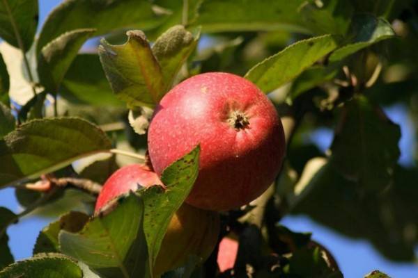 Зимняя яблоня беркутовское 