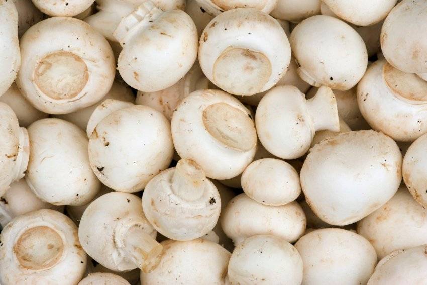 Шампиньоны грибы. выращивание, уход и полезные свойства