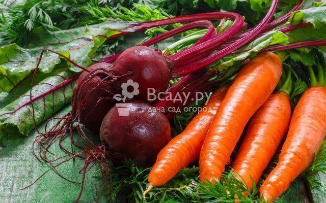 Чем подкормить морковь после всходов в открытом грунте для хорошего урожая