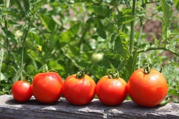 Как ускорить созревание помидоров - prosad.ru всё про сад и огород