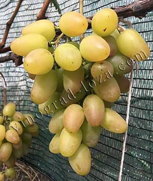 Сорт винограда сицилия: фото, отзывы, описание, характеристики.
