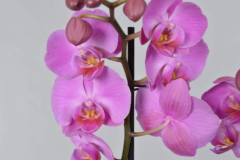 Какого цвета бывают орхидеи: фото коричневых, персиковых, марсала и другие, а также может ли она поменять расцветку и почему это происходит?