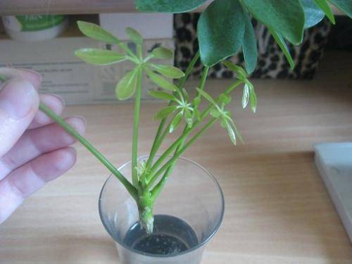 Размножение шеффлеры (23 фото): как размножается цветок черенками и листом в домашних условиях? как его укоренить и рассадить?