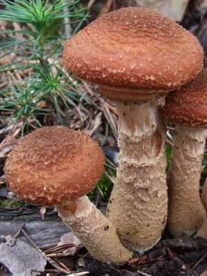 Луговые опята - съедобные грибы. фото. как отличить. как приготовить