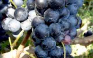 Особенности винограда шахтер