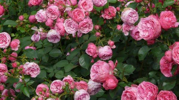 Весенняя подкормка роз для шикарного цветения