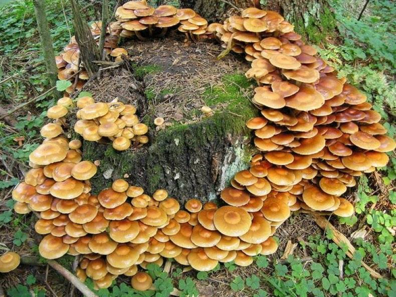 Описание грибов, растущих на деревьях