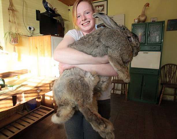 Самый большой кролик в мире: породы, особи-рекордсмены