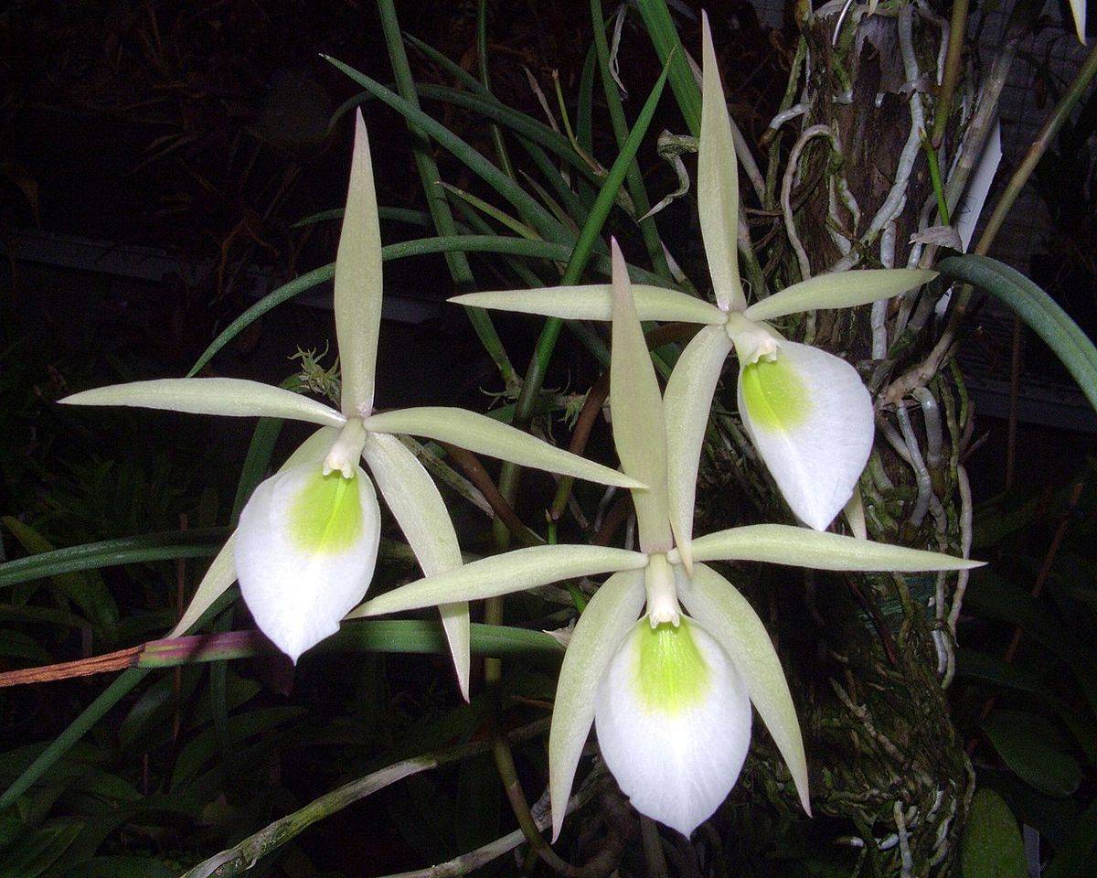 Орхидея брассавола выращивание и уход в домашних условиях размножение и пересадка фото
