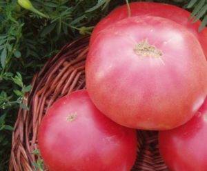 Томат «розовый спам f1» — описание, фото, характеристики, особенности выращивания, достоинства и недостатки сорта
