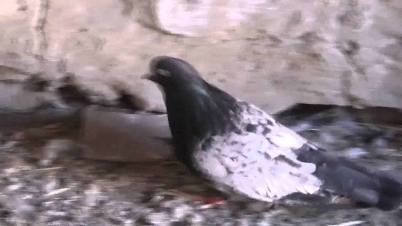 Какие характеристики у кировоградских голубей?
