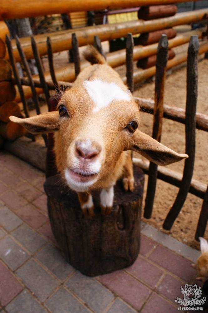 Камерунская мини-коза — идеальный друг и кормилец. описание породы, содержание и уход