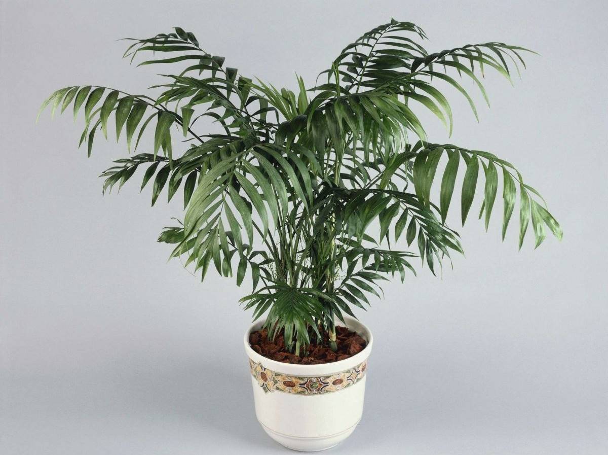 Комнатное растение похожее на пальму — виды и названия