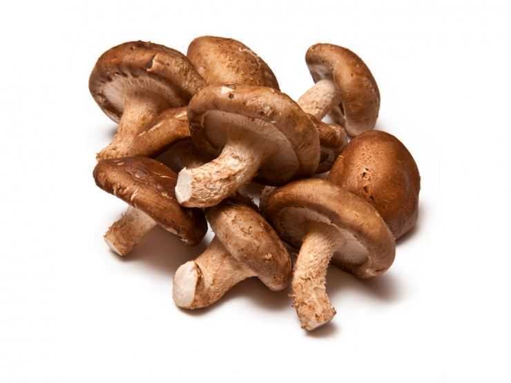 Полезные свойства и противопоказания грибов шиитаке
