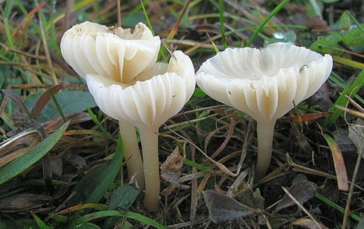 Гигрофор красноватый (hygrophorus erubescens) –  грибы сибири