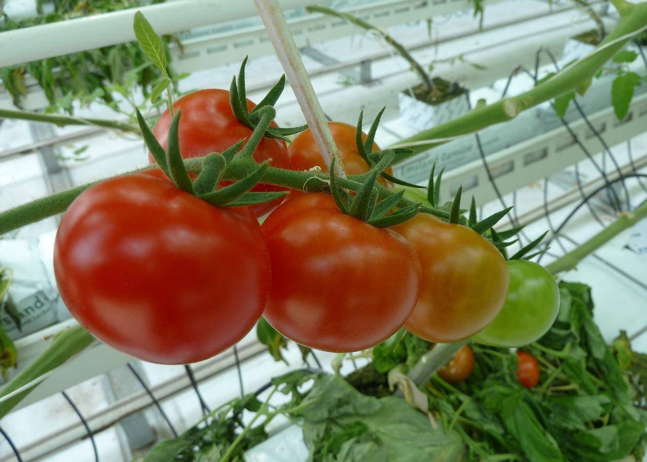 Когда сажать томаты на рассаду в 2021 году: сроки посева помидор и высаживания рассады в открытый грунт