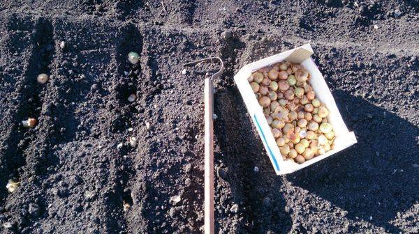 Как посадить лук-севок весной