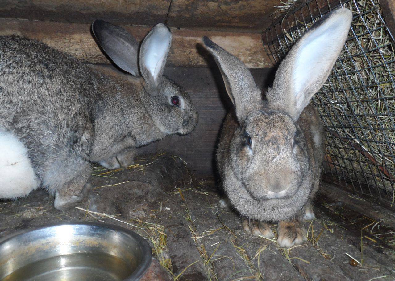 Обзор породы кроликов ризен, их содержание и разведение в домашних условиях
обзор породы кроликов ризен, их содержание и разведение в домашних условиях