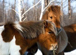 Якутские лошади: характеристика и содержание