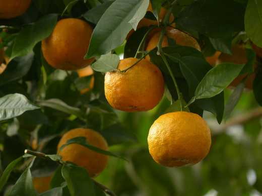 Апельсин — выращивание, хранение, польза и противопоказания + 101 фото