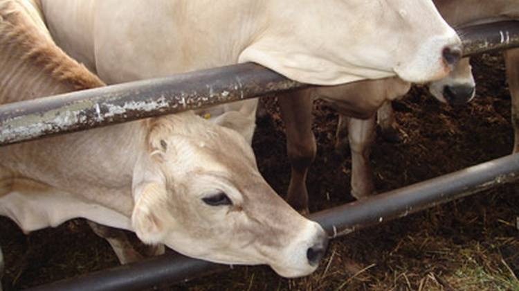 Характеристика костромской породы коров - мыдачники