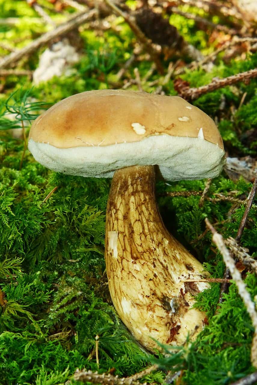 Подосиновик - фото, описание, полезные свойства, где растет и когда собирать гриб подосиновик