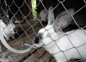 Поилки для кроликов: разновидности, выбор и установка