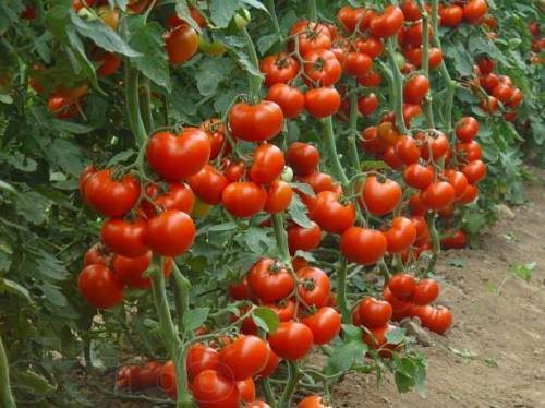 Выращивание томатов в теплице из поликарбоната: посадка и уход