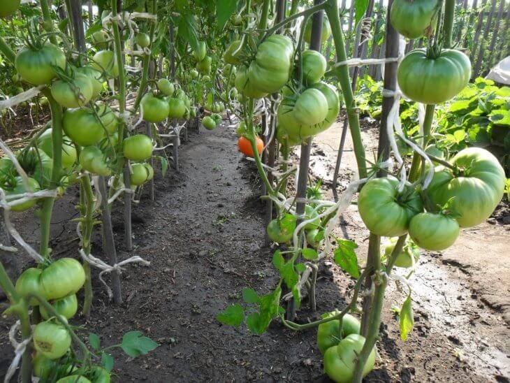 Сорт томатов персик — описание и технология выращивания