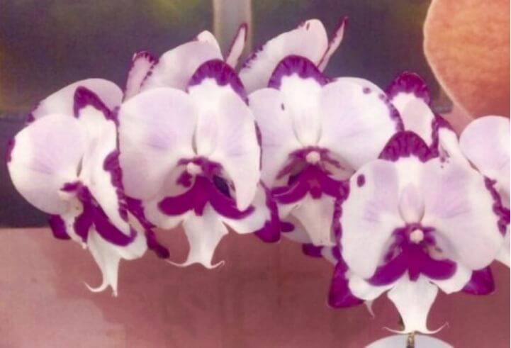 Белые орхидеи: фото и описание интересных сортов, в том числе фаленопсисов, а также особенности выращивания белоснежных цветов в горшках